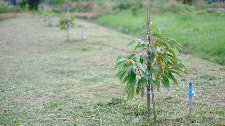 KỸ THUẬT] CÁCH TƯỚI NƯỚC CHO CÂY SẦU RIÊNG HIỆU QUẢ