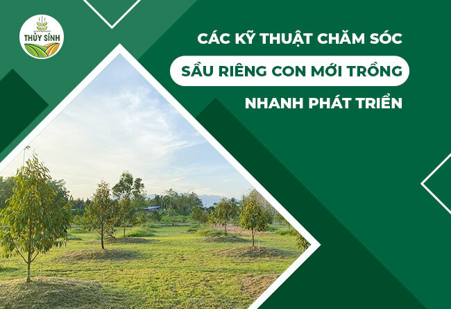 Các kỹ thuật chăm sóc sầu riêng con mới trồng nhanh phát