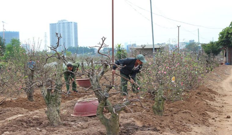 Hướng dẫn cách chăm sóc đào sau Tết