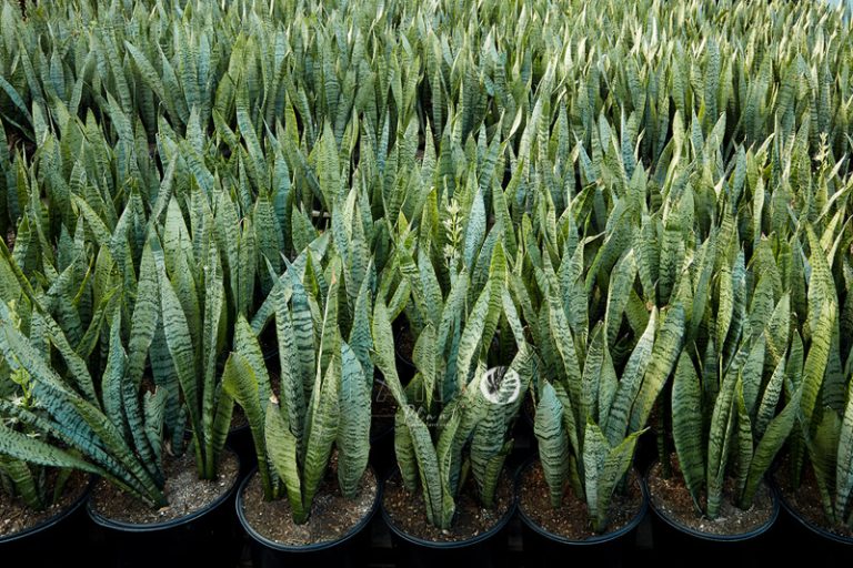 Sansevieria trifasciata – Wikipedia tiếng Việt