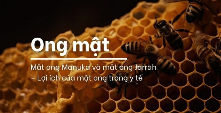 Mật ong Manuka và mật ong Jarrah – Lợi ích của mật ong trong y tế ...