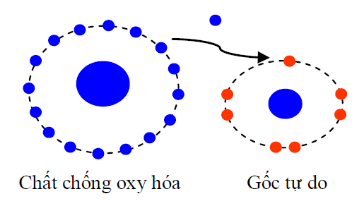 GỐC TỰ DO - NGUỒN GỐC CỦA LÃO, BỆNH, TỬ - Trường Đại học Quốc tế ...