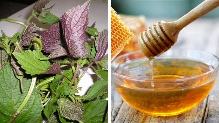 Cách làm trắng da mặt bằng lá tía tô cấp tốc, hiệu quả bất ngờ
