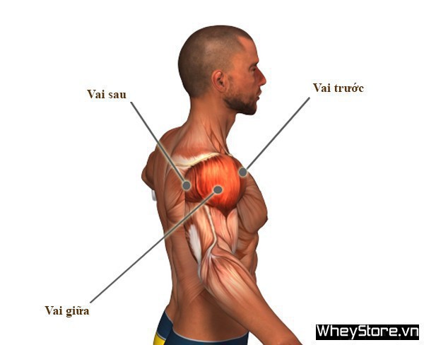 Các nhóm cơ trên cơ thể và bài tập tốt nhất cho từng nhóm cơ