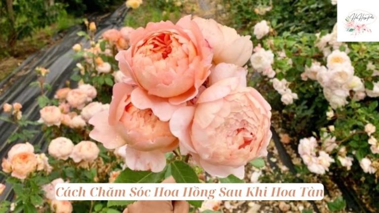 Hướng Dẫn Chi Tiết Cách Chăm Sóc Hoa Hồng Sau Khi Hoa Tàn