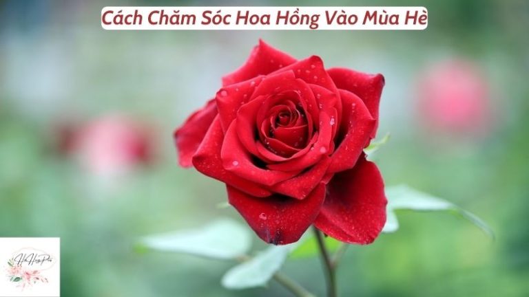 Hướng Dẫn Cách Chăm Sóc Hoa Hồng Vào Mùa Hè Nắng Nóng