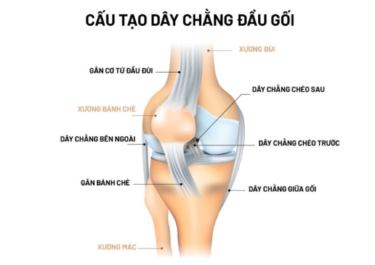 Chấn thương dây chằng đầu gối điều trị như thế nào? - Bệnh viện ...