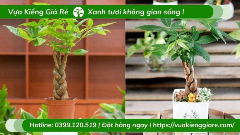 Cây kim ngân thắt bím để bàn ý nghĩa | Vựa Kiểng Giá Rẻ