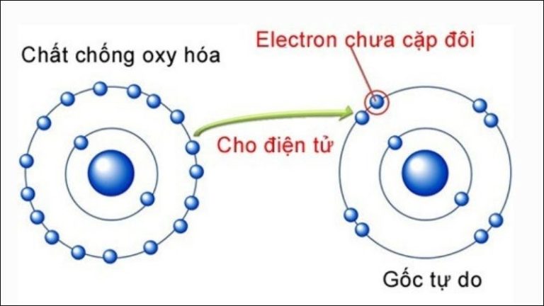 Chất chống oxy hóa là gì? Các lợi ích của chất chống oxy hóa