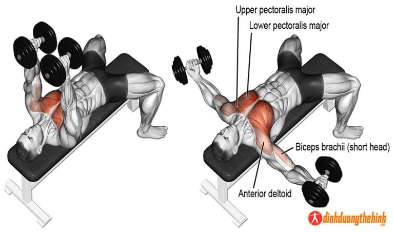 Barbell Bench Press - Bài tập đẩy ngực ngang tạ đòn trên ghế phẳng ...