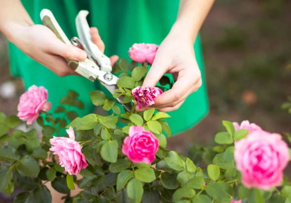 Cách chăm sóc hoa hồng tươi tốt, lớn nhanh hoa nhiều nở rộ ...