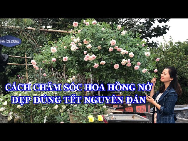 CÁCH CHĂM SÓC HOA HỒNG NỞ ĐẸP ĐÚNG TẾT NGUYÊN ĐÁN.CHUẨN GARDEN TV ...