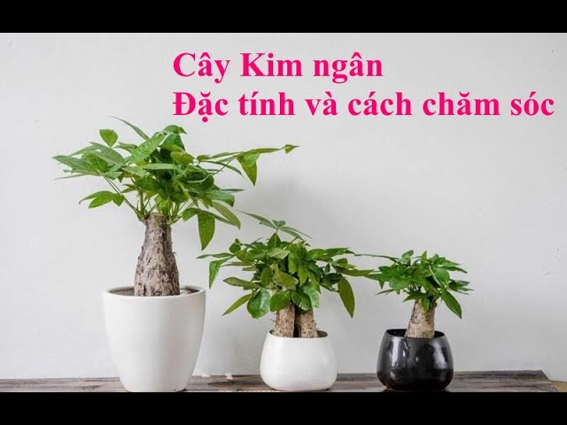 Cây kim ngân: Hướng dẫn chăm sóc chi tiết | Yeucay.vn - YouTube