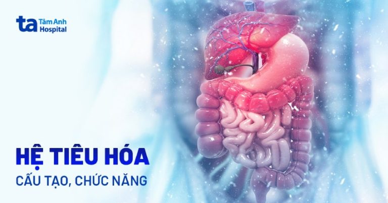 Hệ tiêu hóa gồm những cơ quan nào? Vai trò và chức năng